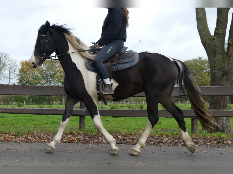 Pintos Jument 4 Ans 158 cm Pinto in Lathen Pintos Jument 4 Ans 158 cm Pinto in Lathen