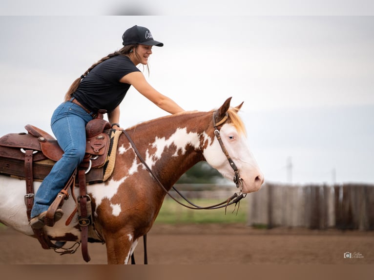 Pintos Jument 5 Ans 137 cm Alezan cuivré in Addison, TX