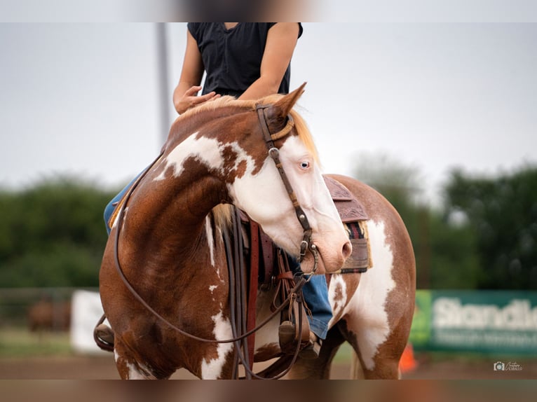 Pintos Jument 5 Ans 137 cm Alezan cuivré in Addison, TX