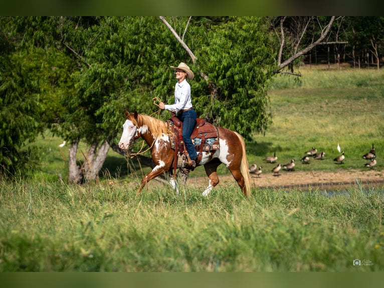 Pintos Jument 5 Ans 137 cm Alezan cuivré in Addison, TX