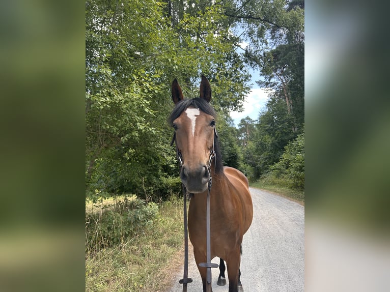 Pintos Croisé Jument 5 Ans 160 cm Bai in Walsrode