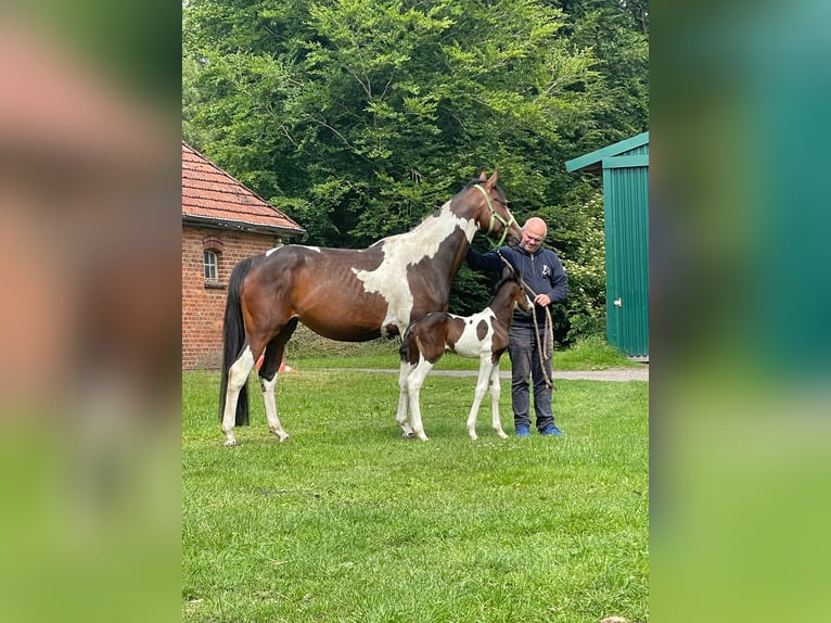 Pintos Jument 5 Ans 160 cm Pinto in Ganderkesee