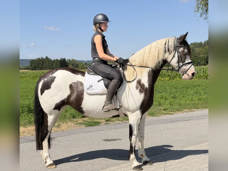 Pintos Croisé Jument 5 Ans Pinto in Riedlingen