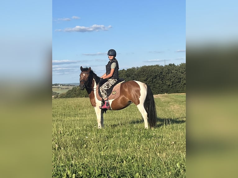 Pintos Jument 6 Ans 134 cm Pinto in HeuchelheimHeuchelheim