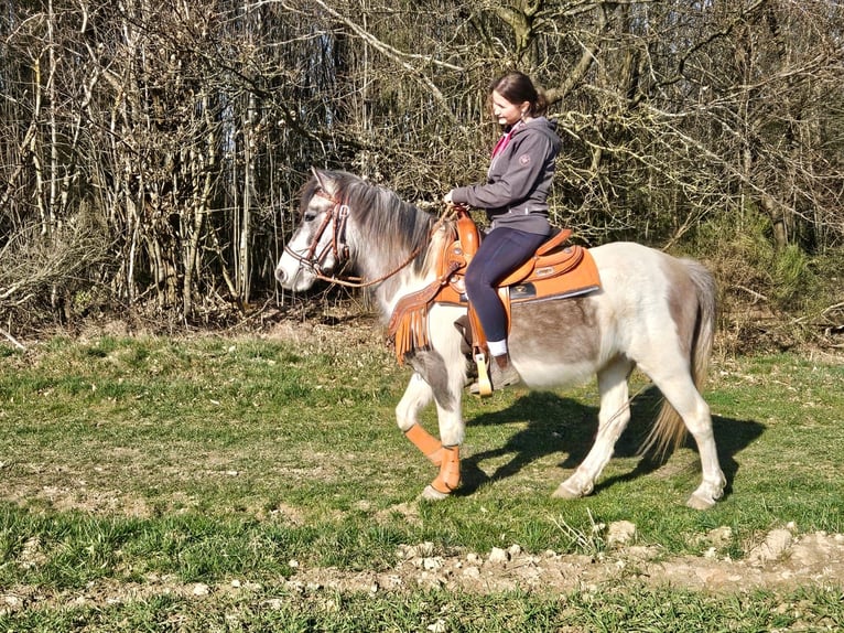 Pintos Jument 6 Ans 136 cm Pinto in Linkenbach