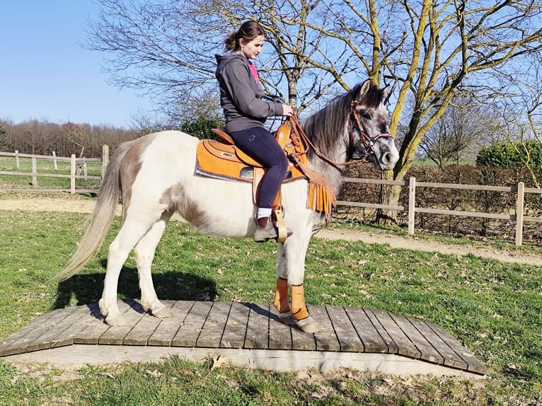 Pintos Jument 6 Ans 136 cm Pinto in Linkenbach