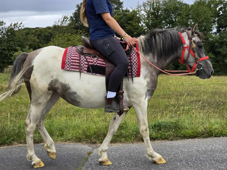 Pintos Jument 6 Ans 136 cm Pinto in Linkenbach
