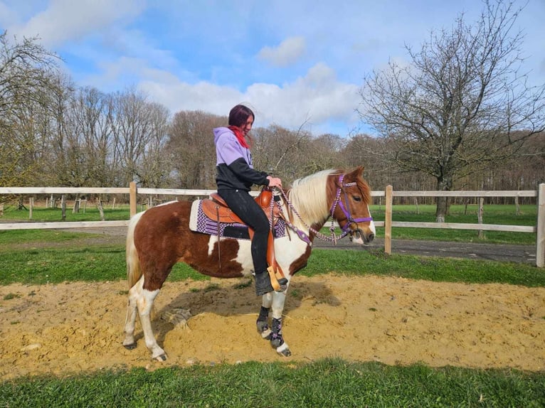 Pintos Jument 6 Ans 140 cm Pinto in Linkenbach