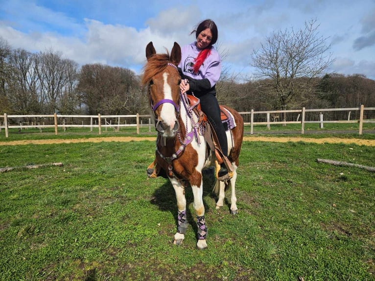 Pintos Jument 6 Ans 140 cm Pinto in Linkenbach