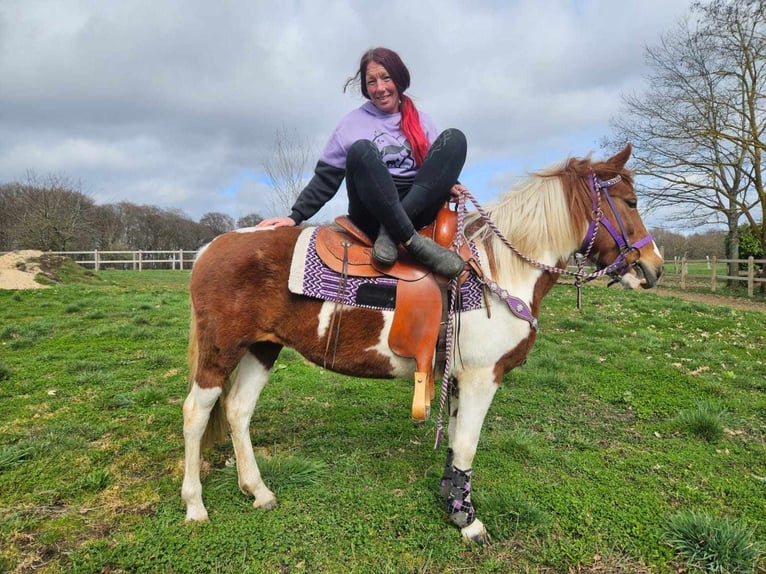 Pintos Jument 6 Ans 140 cm Pinto in Linkenbach