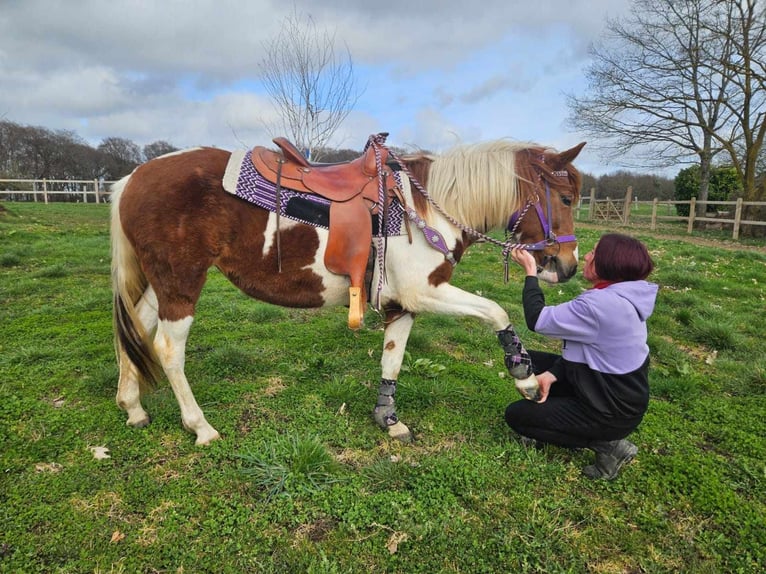 Pintos Jument 6 Ans 140 cm Pinto in Linkenbach