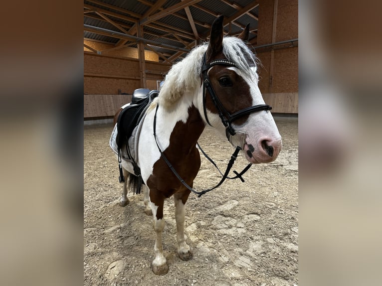 Pintos Jument 6 Ans 146 cm Pinto in F&#xFC;rth