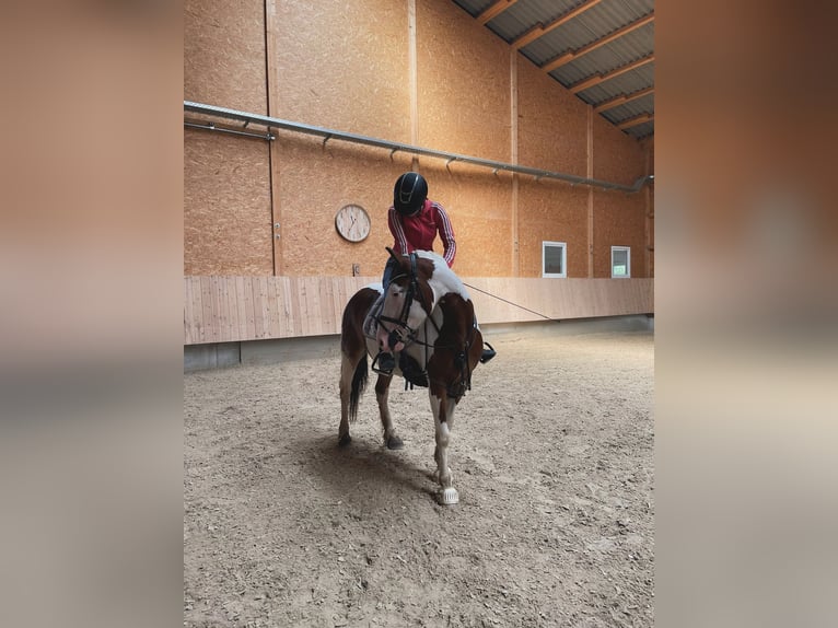 Pintos Jument 6 Ans 146 cm Pinto in F&#xFC;rth