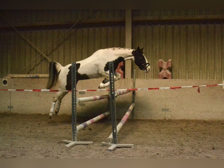 Pintos Jument 6 Ans 150 cm Pinto in Würzburg