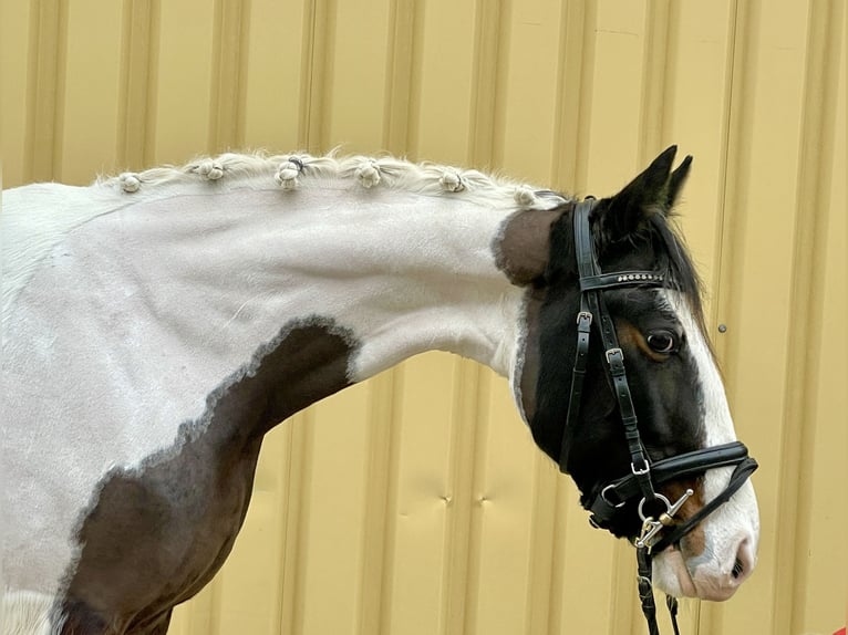 Pintos Jument 6 Ans 150 cm Pinto in Würzburg