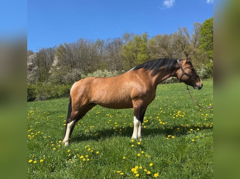Pintos Jument 6 Ans 150 cm Pinto in Laubach