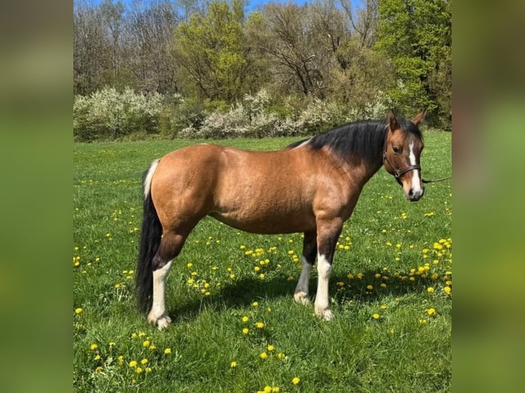 Pintos Jument 6 Ans 150 cm Pinto in Laubach