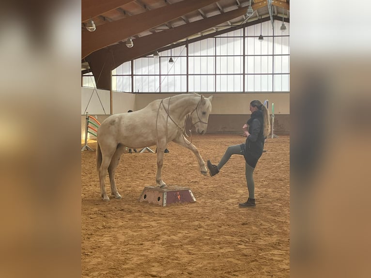 Pintos Jument 6 Ans 155 cm Palomino in Dickendorf