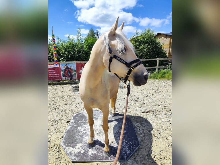 Pintos Jument 6 Ans 155 cm Palomino in Dickendorf