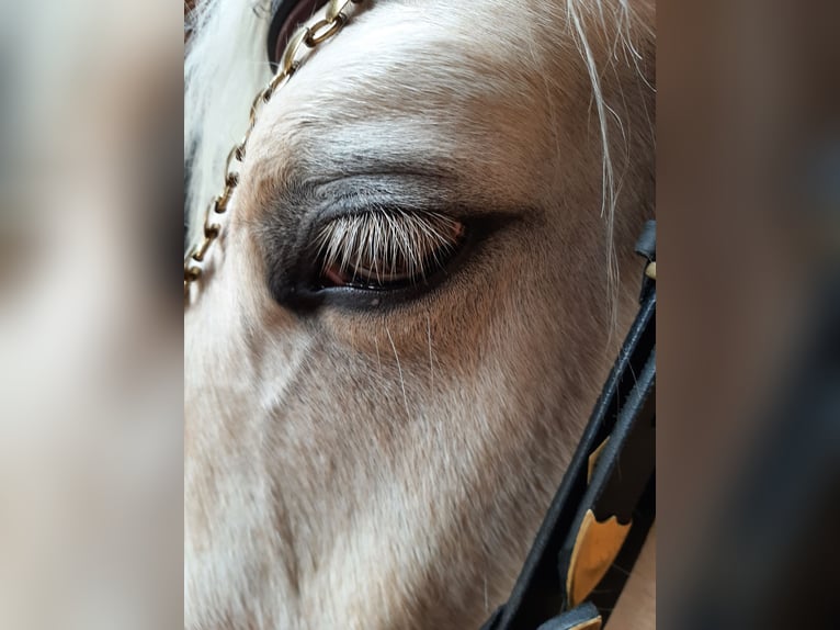 Pintos Jument 6 Ans 155 cm Palomino in Dickendorf