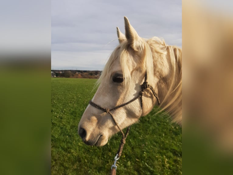 Pintos Jument 6 Ans 155 cm Palomino in Dickendorf