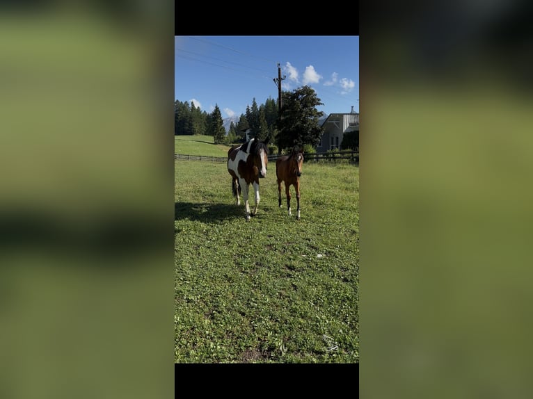 Pintos Jument 6 Ans 160 cm Pinto in Reith bei Seefeld