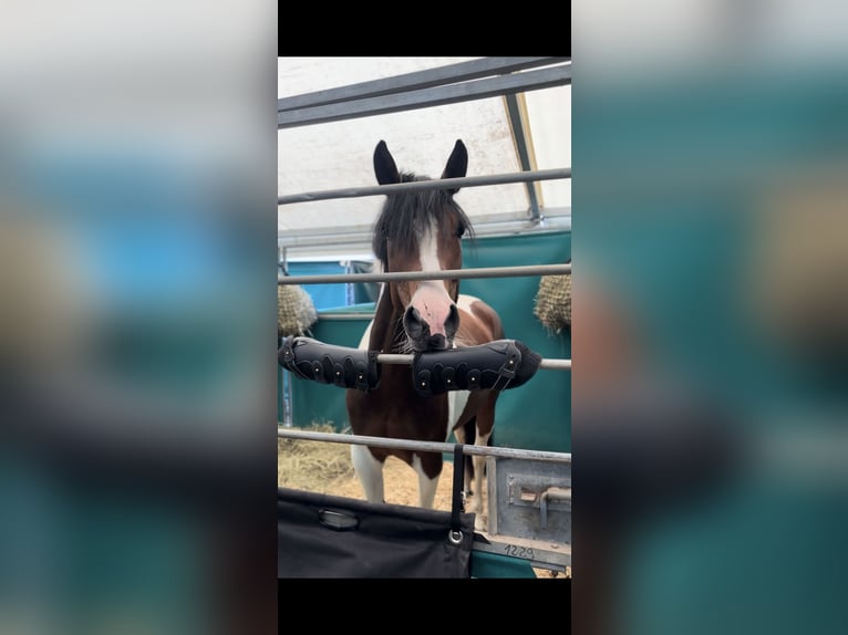 Pintos Jument 6 Ans 160 cm Pinto in Reith bei Seefeld