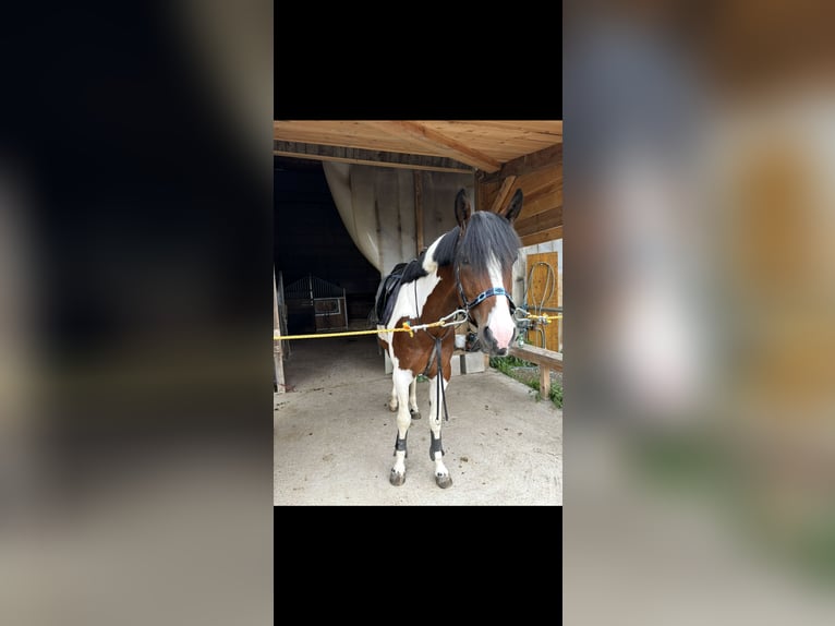 Pintos Jument 6 Ans 160 cm Pinto in Reith bei Seefeld