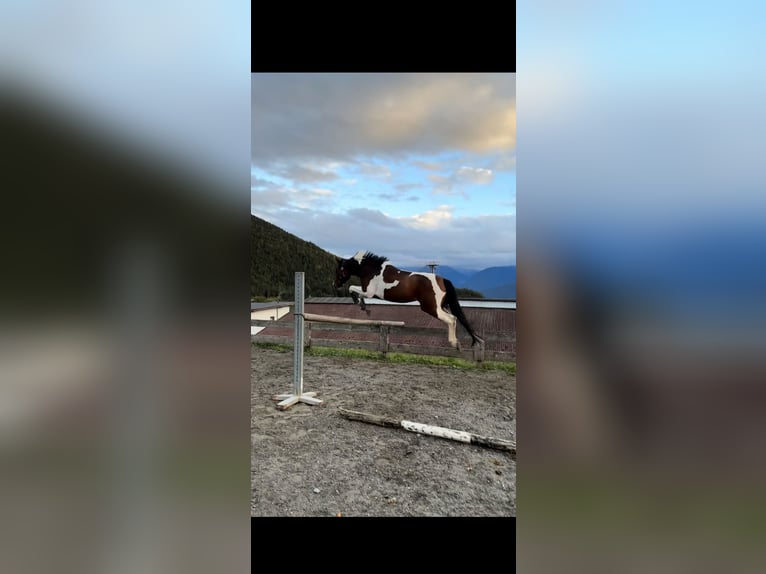 Pintos Jument 6 Ans 160 cm Pinto in Reith bei Seefeld