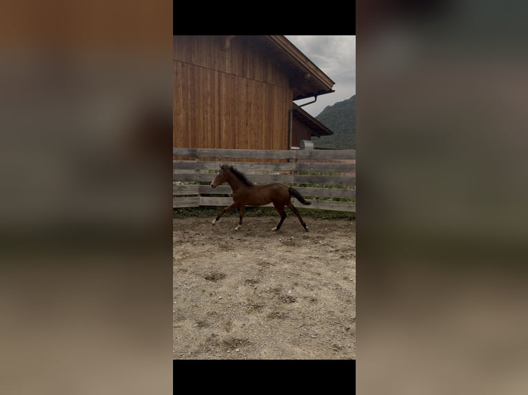 Pintos Jument 6 Ans 160 cm Pinto in Reith bei Seefeld