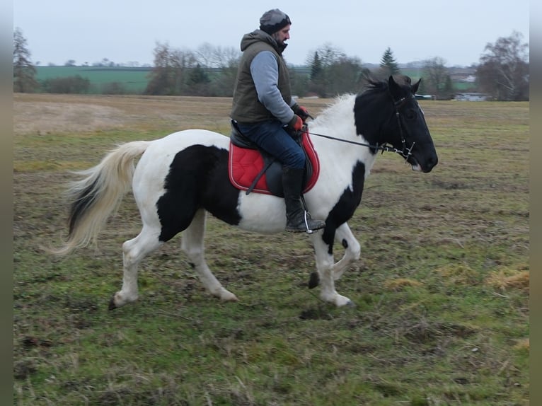 Pintos Croisé Jument 7 Ans 150 cm Pinto in Buttstädt
