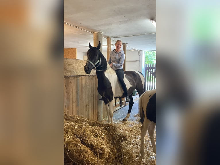 Pintos Croisé Jument 7 Ans 150 cm Pinto in Wels Land