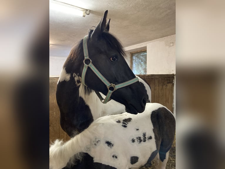 Pintos Croisé Jument 7 Ans 150 cm Pinto in Wels Land