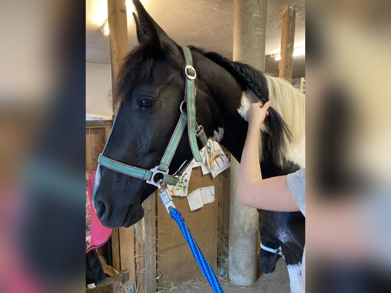 Pintos Croisé Jument 7 Ans 150 cm Pinto in Wels Land