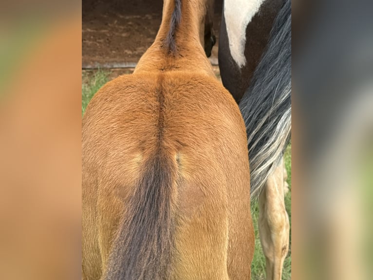 Pintos Jument 7 Ans 150 cm Pinto in Crescent
