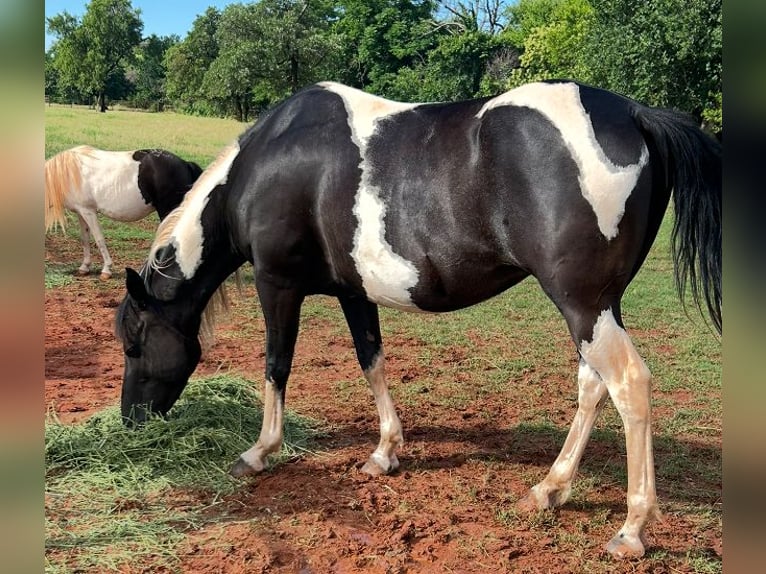 Pintos Jument 7 Ans 150 cm Pinto in Crescent