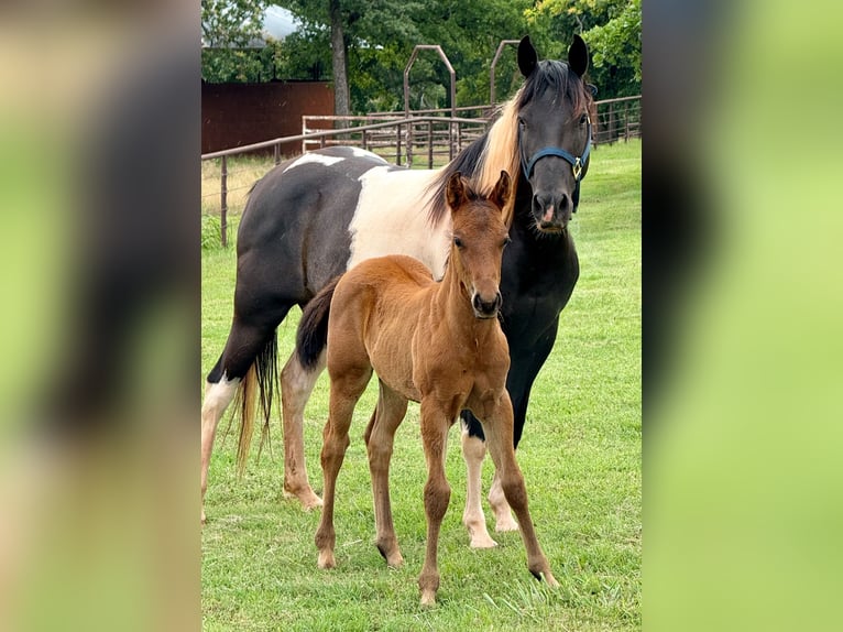 Pintos Jument 7 Ans 150 cm Pinto in Crescent