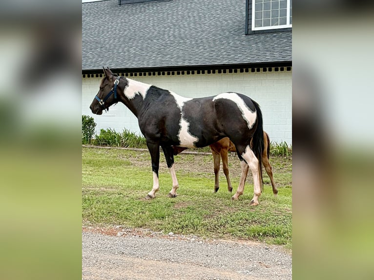 Pintos Jument 7 Ans 150 cm Pinto in Crescent