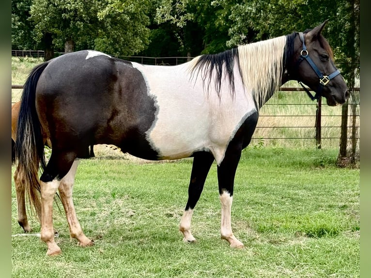 Pintos Jument 7 Ans 150 cm Pinto in Crescent