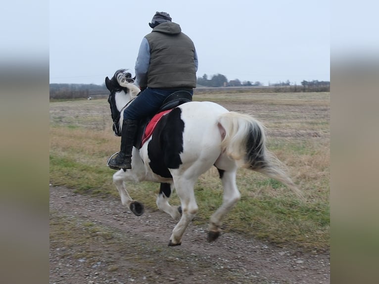 Pintos Croisé Jument 7 Ans 152 cm Pinto in Buttstädt