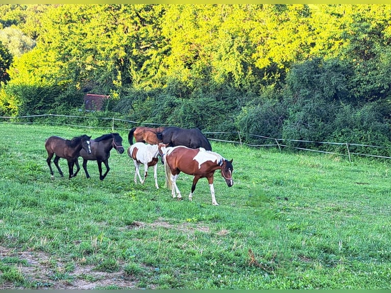 Pintos Jument 7 Ans 154 cm in Mittergoggitsch