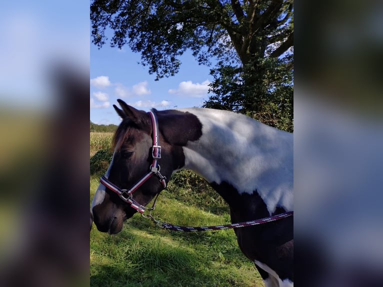 Pintos Jument 7 Ans 156 cm Pinto in Pinneberg