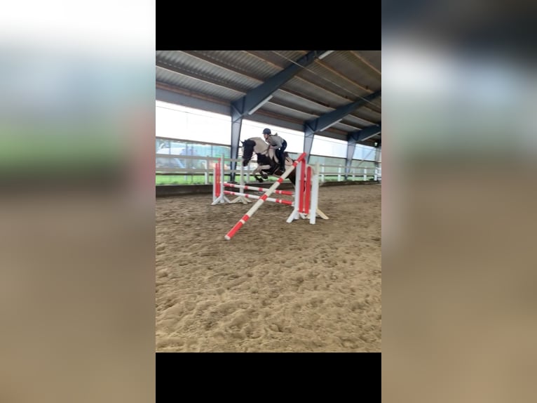 Pintos Jument 7 Ans 156 cm Pinto in Pinneberg