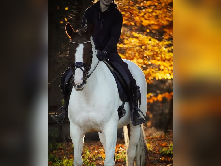 Pintos Jument 7 Ans 162 cm Pinto in Nettersheim