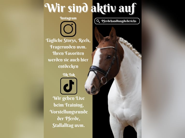 Pintos Jument 7 Ans 162 cm Pinto in Nettersheim