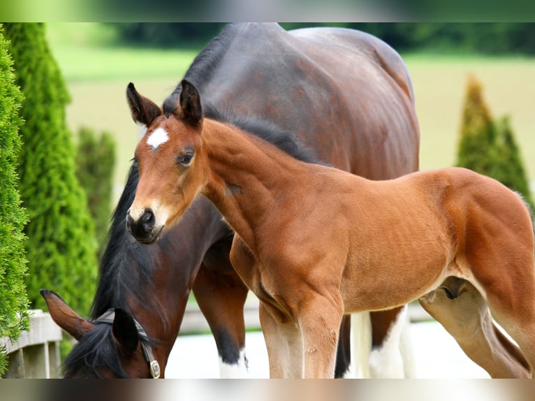 Pintos Jument 8 Ans 165 cm Pinto in St Marein bei Graz