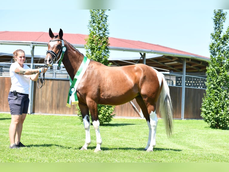 Pintos Jument 8 Ans 165 cm Pinto in St Marein bei Graz