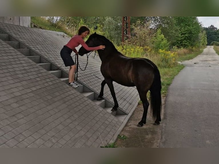 Pintos Jument 9 Ans 139 cm Bai brun foncé in L&#xF6;bnitz