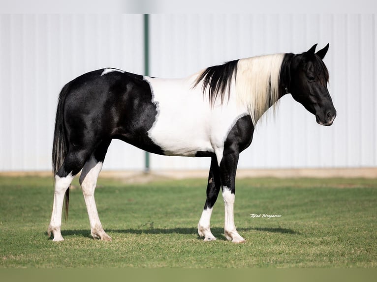 Pintos Jument 9 Ans 142 cm Pinto in Guthrie
