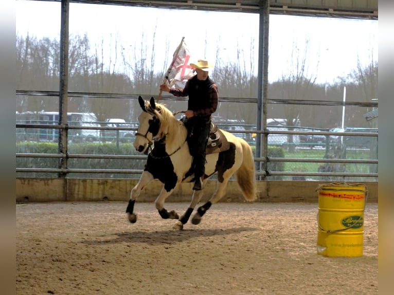 Pintos Croisé Jument 9 Ans 165 cm Pinto in Maarkedal